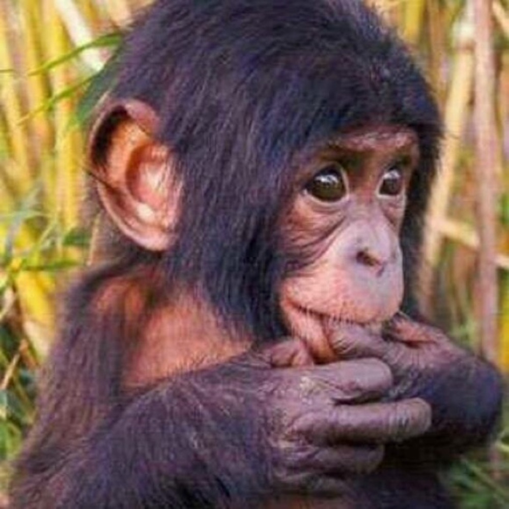 Meet your Posher, Ann